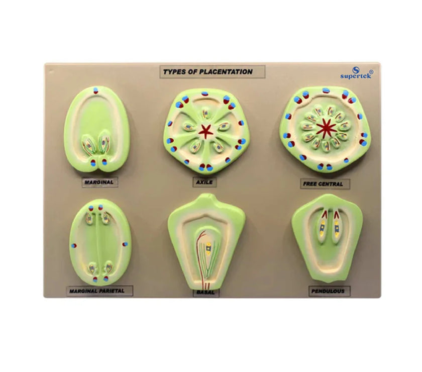 FLOWERING PLANT PLACENTATION MODEL SET