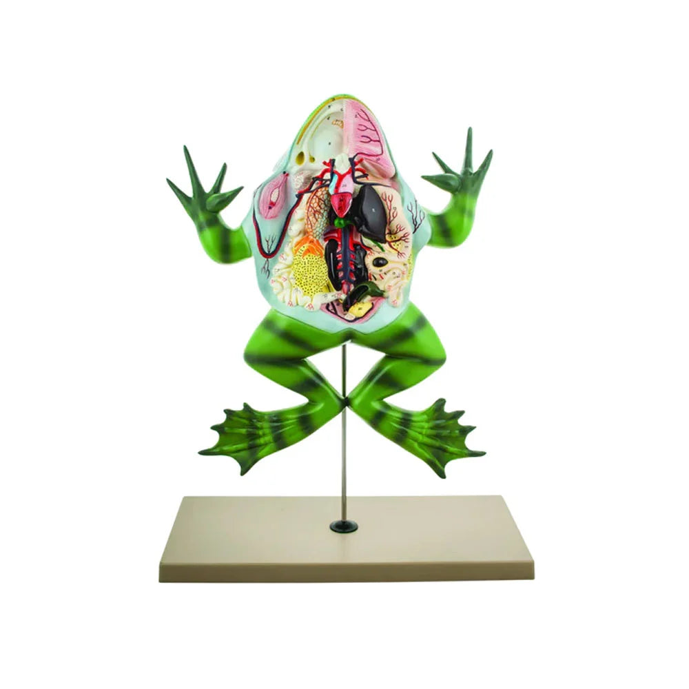 🖼 Image ALT Tags:

"Bull Frog Dissection Model for School Biology Labs"

"Educational Frog Dissection Tool for Students"

"Anatomical Amphibian Model for Zoology and Science Labs"