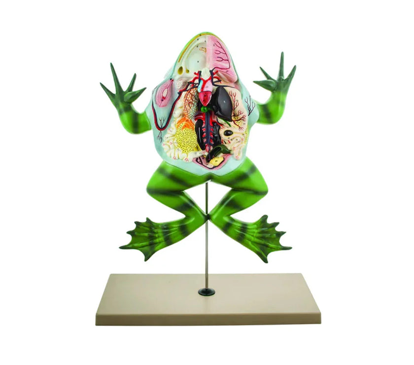 Buy Frog Dissection Model – Bull Frog Anatomy Lab Tool on Stand | ESAW ...