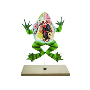 🖼 Image ALT Tags:

"Bull Frog Dissection Model for School Biology Labs"

"Educational Frog Dissection Tool for Students"

"Anatomical Amphibian Model for Zoology and Science Labs"