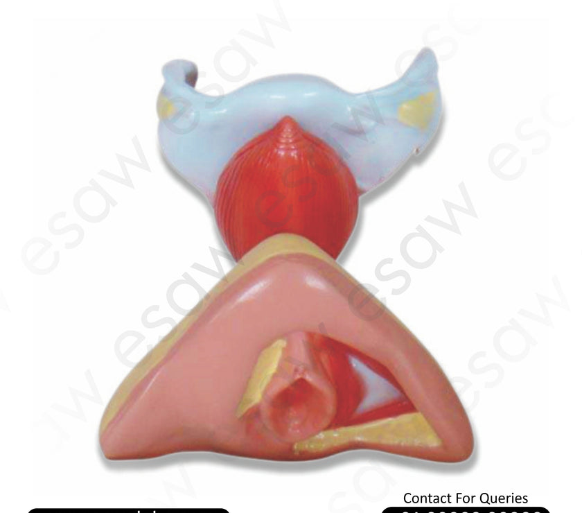 Female Internal &amp; External Genital Organs Model – Life-Size Anatomical Teaching Model for Medical Education