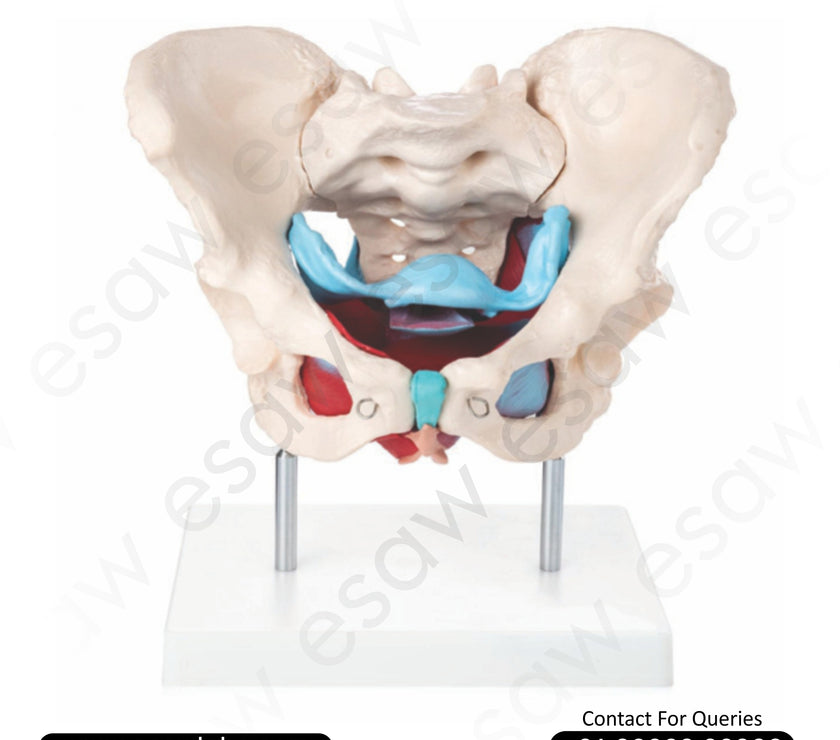 Female Pelvic Muscles and Organs Model Anatomical Pelvic Floor Model for Medical and Women's Health Education