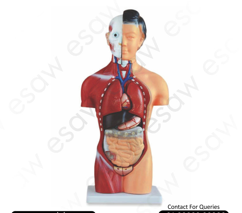 Female Torso Model – 15 Parts | 42CM | XC-202B | Buy Anatomical Human Torso Online – ESAW India