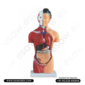 Female Torso Model – 15 Parts | 42CM | XC-202B | Buy Anatomical Human Torso Online – ESAW India