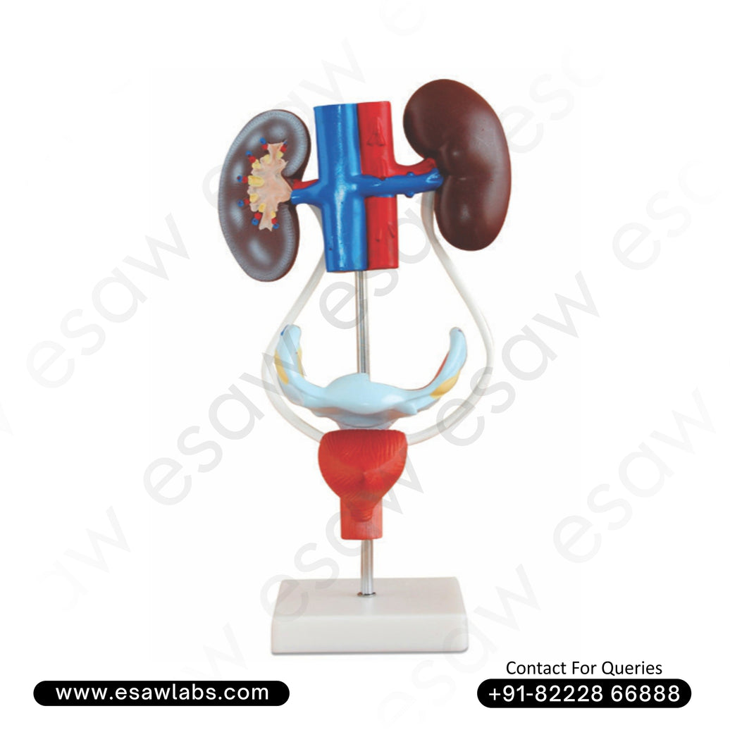 Female Urogenital System Model – 3D Educational Model of Female Reproductive &amp; Urinary Anatomy