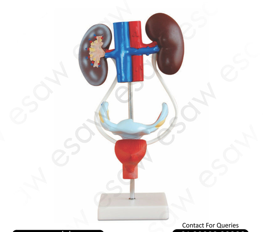 Female Urogenital System Model – 3D Educational Model of Female Reproductive &amp; Urinary Anatomy