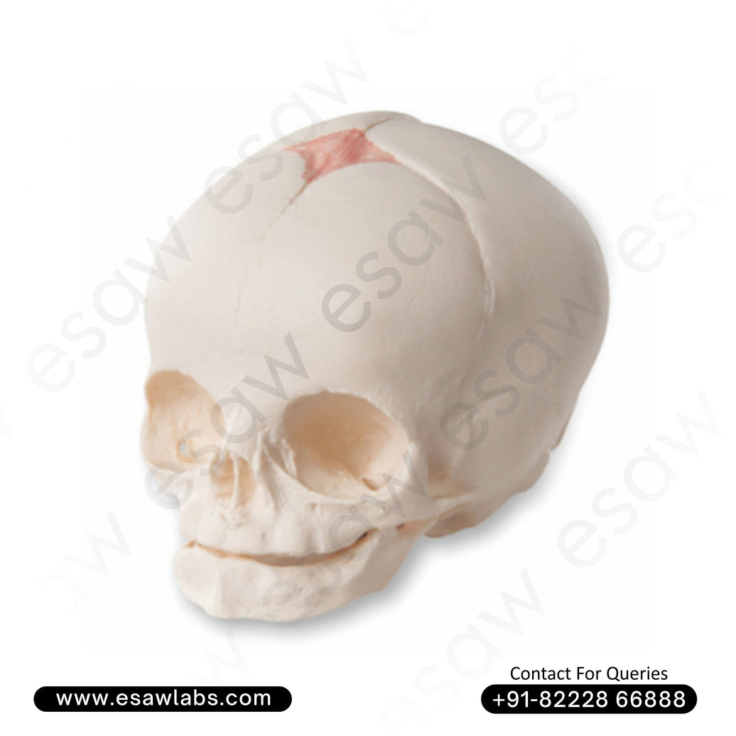 Fetal Skull Model – 30th Week Prenatal Development | Life-Like Anatomical Foetal Skull Cast