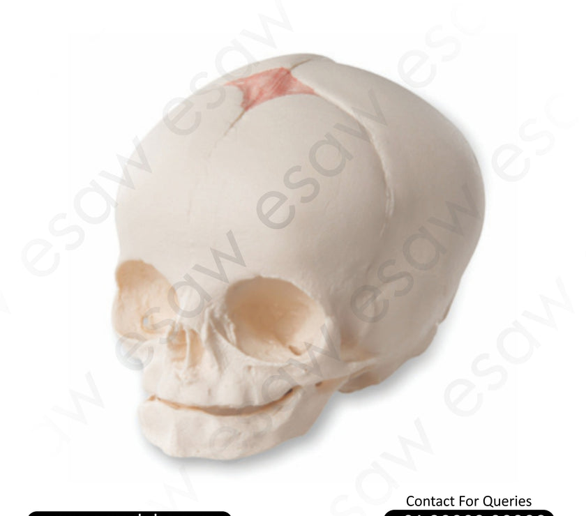 Fetal Skull Model – 30th Week Prenatal Development | Life-Like Anatomical Foetal Skull Cast