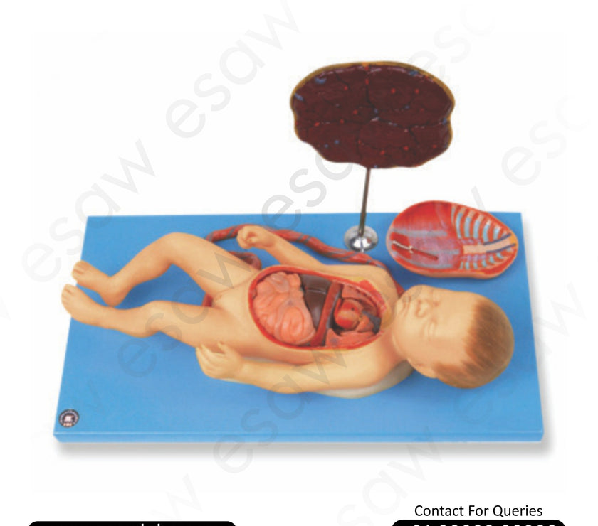 Fetus with Viscera and Placenta Model – Life Size Dissectible Human Fetal Anatomy Model