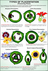 Image ALT Tags:

“Flower Embryology Model for Botany Lab Demonstrations”

“Plant Reproduction Teaching Aid for Schools”

“ESAW Enlarged Flower Embryology Set for Biology Class”

“Educational Embryology Model of Flower for Students”