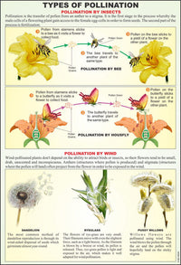 Buy Flower Embryology Model – Botanical Lab Teaching Aid by ESAW India