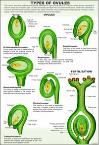 Buy Flower Embryology Model – Botanical Lab Teaching Aid by ESAW India