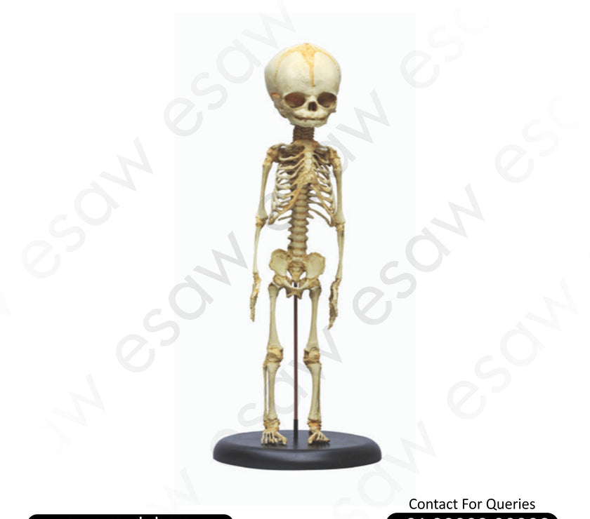 Foetus skeleton