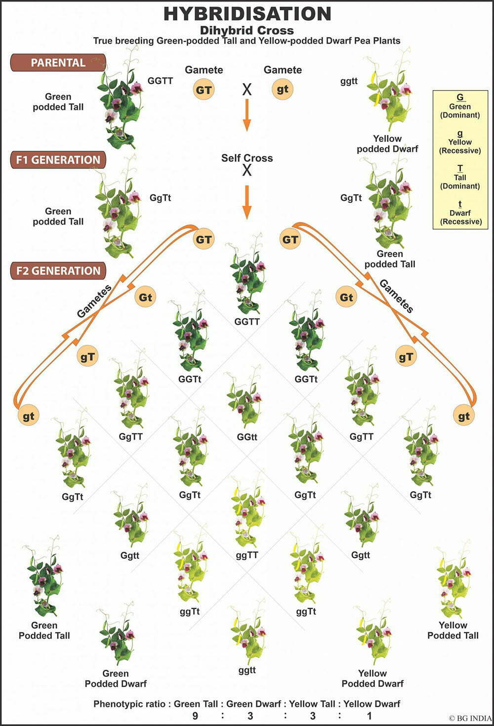 🖼️ Image ALT Tags:

"Genetics Chart Showing DNA and Heredity for Biology Labs"

"ESAW Laminated Genetics Poster for Classrooms"

"Mendelian Inheritance Visual Aid for Students"

"Educational Chromosome and Gene Chart for School Labs"