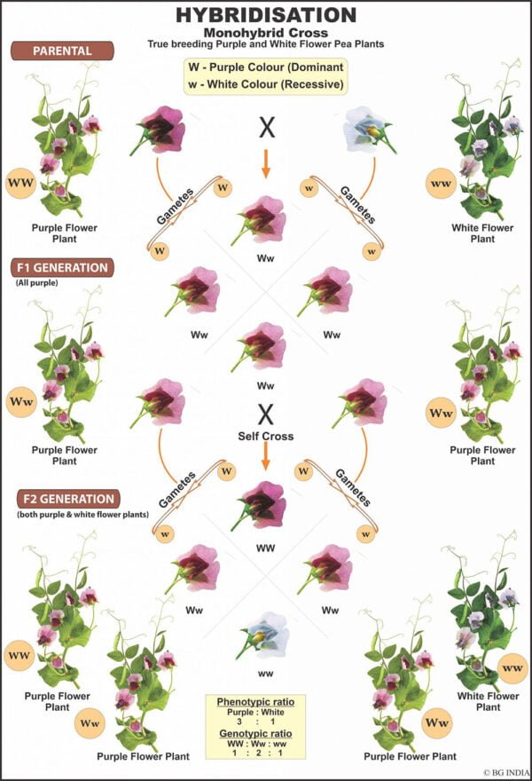 Buy Genetics Chart – Mendelian Genetics & Chromosomal Concepts for Biology Labs