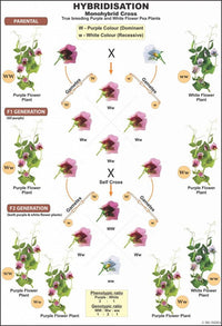 Buy Genetics Chart – Mendelian Genetics & Chromosomal Concepts for Biology Labs