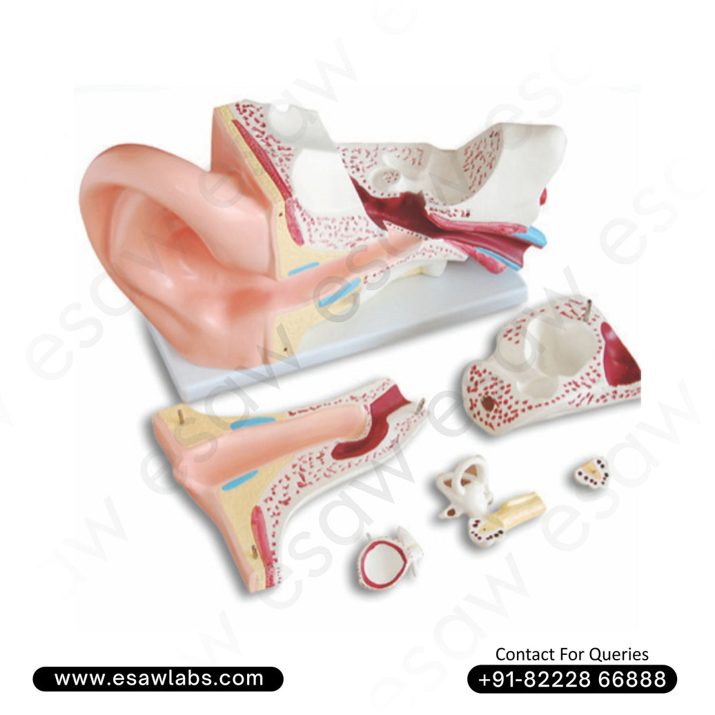 🦻 Buy Giant Human Ear Model – 5x Life-Size, Detailed 3-Part Dissectible Anatomy Model | ESAW India