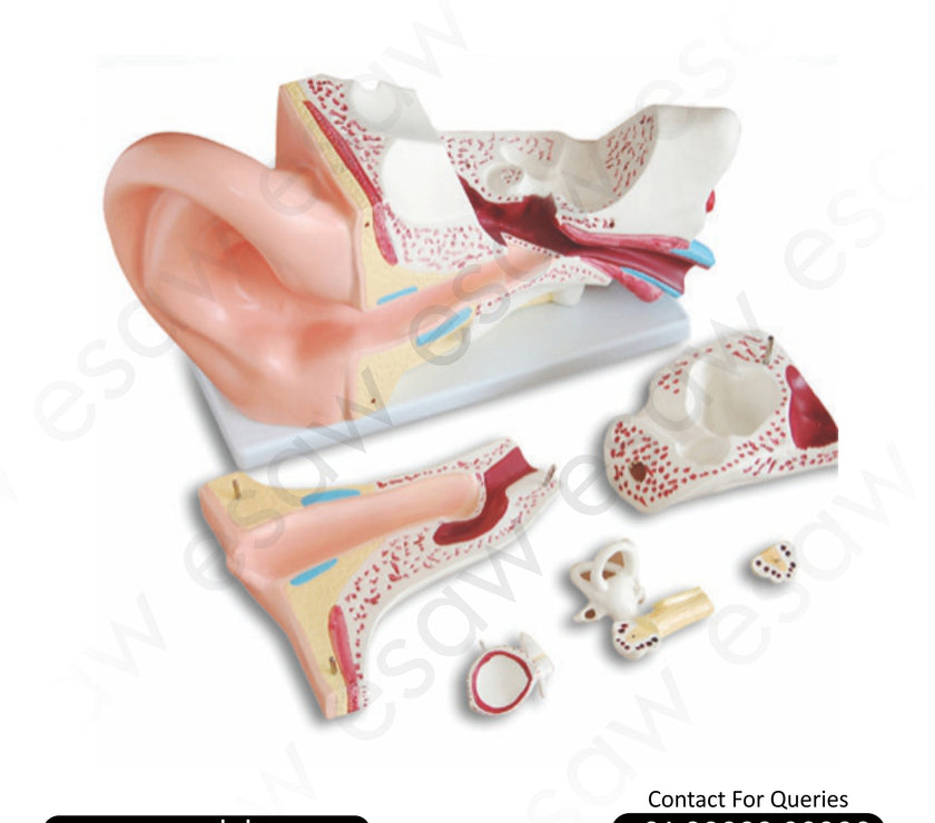 Large Ear Model Labeled 🦻 Buy Giant Human Ear Model – 5x Life-Size, Detailed 3-Part Dissectibl