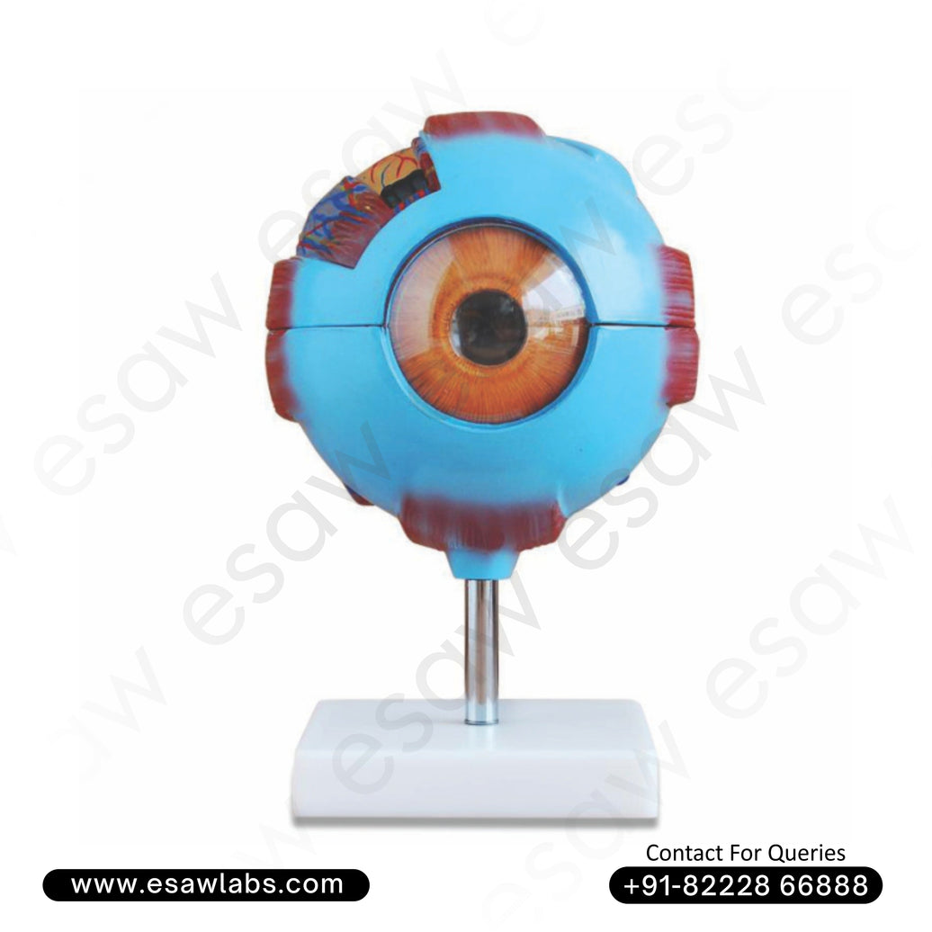 👁️ Giant Human Eye Model (6x Enlarged) – Detachable Eyeball Anatomy | PVC | Buy Online from ESAW India