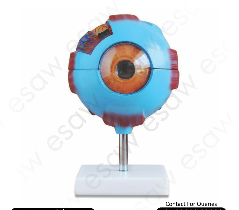 👁️ Giant Human Eye Model (6x Enlarged) – Detachable Eyeball Anatomy | PVC | Buy Online from ESAW India