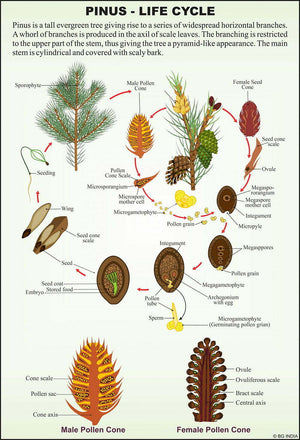 🖼️ Image ALT Tags:

"Gymnosperms Educational Chart for Biology Labs"

"Laminated Poster of Gymnosperm Plants for School Science Class"

"Plant Kingdom Gymnosperm Chart for Students and Teachers"

"Visual Aid of Cycas, Pine, Fir for Biology Classrooms"