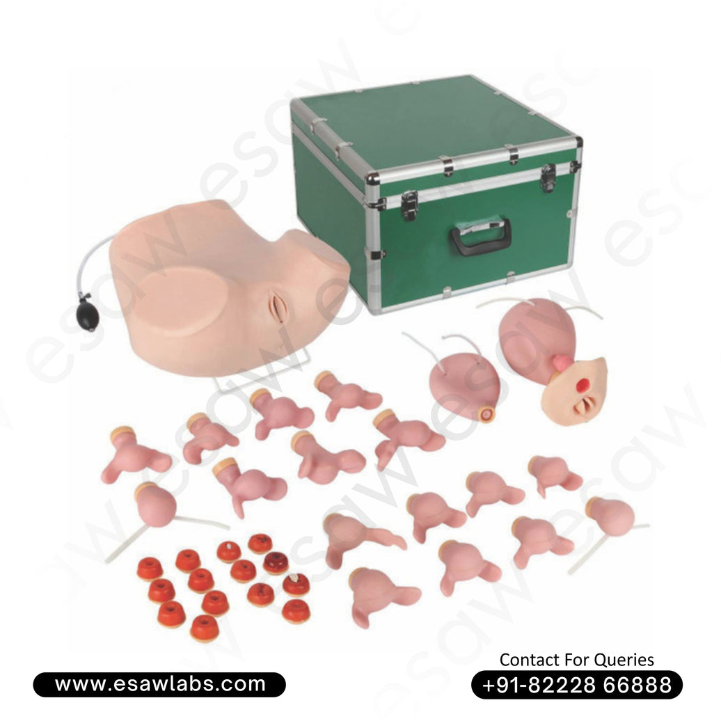Gynaecological Training Simulator – Advanced Female Pelvic Anatomy Model
