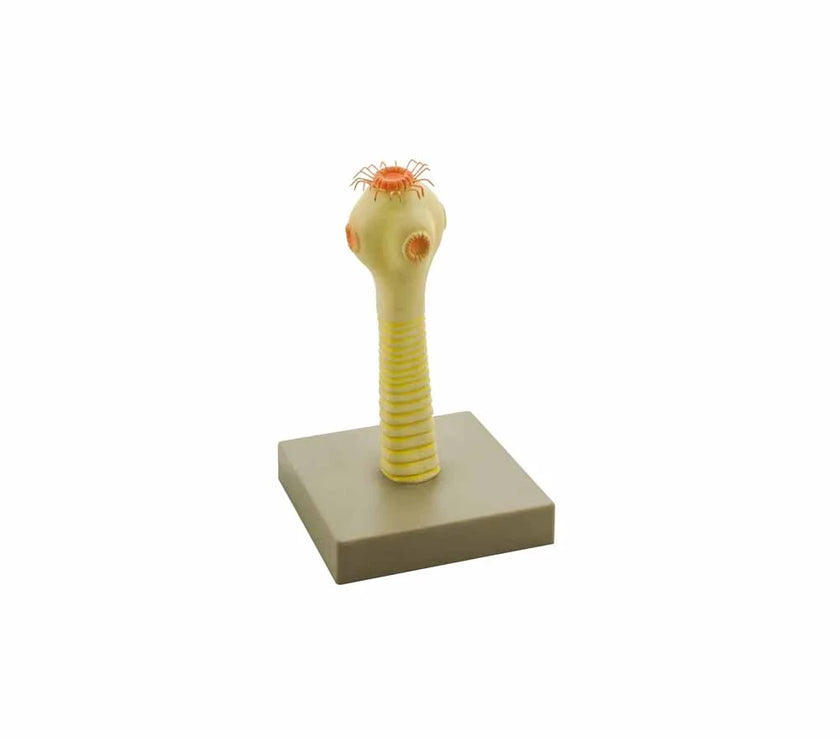 HEAD OF THE PORK TAPEWORM