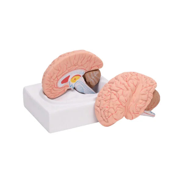 Buy Human Brain Model – Educational Replica for Biology & Medical Training