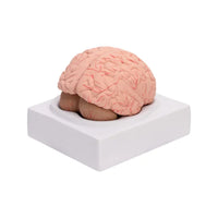 Buy Human Brain Model – Educational Replica for Biology & Medical Training