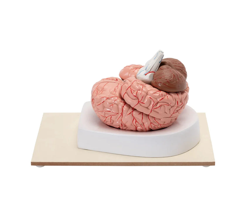 Buy Human Brain Model – 8-Part Dissectible Educational Tool for Labs