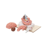Buy Human Brain Model – 8-Part Dissectible Educational Tool for Labs &Colleges