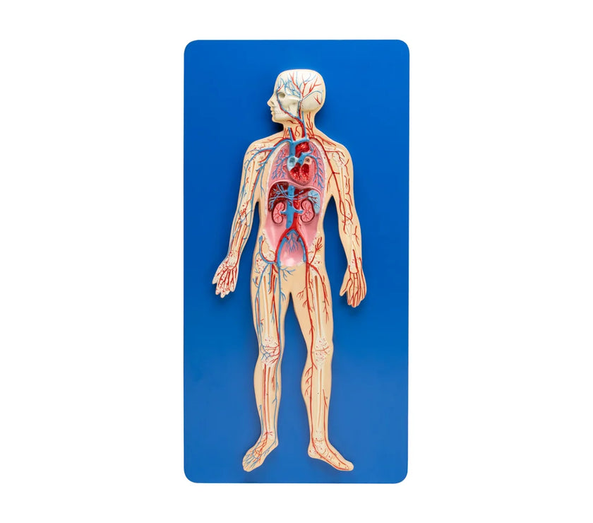 HUMAN CIRCULATORY SYSTEM