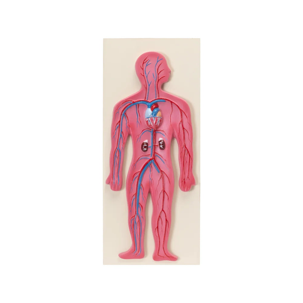 Image ALT Tags:

"Human Circulatory System Model for Classroom Learning"

"Life-size blood vessel and heart anatomy model for science labs"

"Educational circulatory model for biology and nursing students"