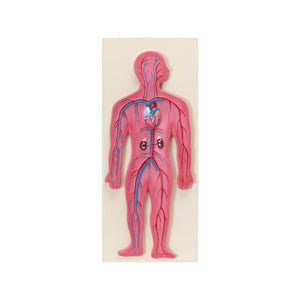 Image ALT Tags:

"Human Circulatory System Model for Classroom Learning"

"Life-size blood vessel and heart anatomy model for science labs"

"Educational circulatory model for biology and nursing students"