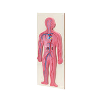 Buy Human Circulatory System Model – Life-Size Educational Lab Display