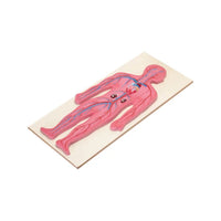 Buy Human Circulatory System Model – Life-Size Educational Lab Display