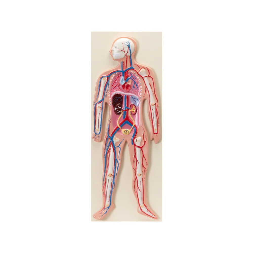 Image ALT Tags:

"Human Circulatory System Model for Biology Labs"

"Anatomical Vascular Model for Science Classrooms"

"Wall-Mount Human Circulatory System Model for Nursing Colleges"