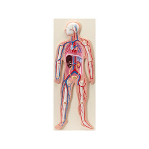 Image ALT Tags:

"Human Circulatory System Model for Biology Labs"

"Anatomical Vascular Model for Science Classrooms"

"Wall-Mount Human Circulatory System Model for Nursing Colleges"