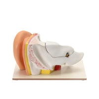 Buy Human Ear Model 6X Enlarged – High-Detail Anatomy Teaching Tool