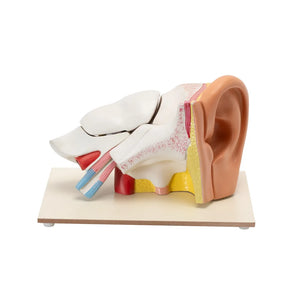 🖼 Image ALT Tags:

"6x Enlarged Human Ear Anatomy Model for Medical Training"

"Plastic Human Ear Teaching Model on Stand for Biology Lab"

"Detailed Auditory System Model for ENT and Nursing Colleges"