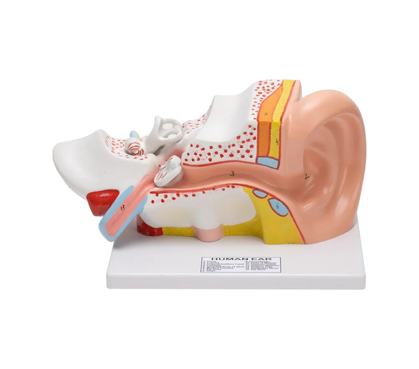 🖼 Image ALT Tags:

"Life-Size Human Ear Model for Biology Classrooms"

"Anatomical Ear Replica for ENT Training and Student Labs"

"Detailed Human Ear Model with Internal Structures for Teaching"