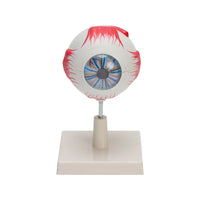 🖼 Image ALT Tags:

"Enlarged Human Eye Model for Classroom Teaching"

"Anatomical Eye Replica for Medical Lab Demonstrations"

"Human Eyeball Model with Optic Nerve for Ophthalmology Training"