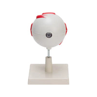 Buy Human Eye Model – Enlarged Anatomical Eyeball Replica for Biology & Medical Labs