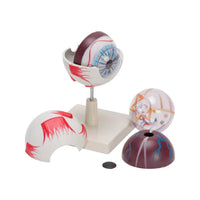 Buy Human Eye Model – Enlarged Anatomical Eyeball Replica for Biology & Medical Labs