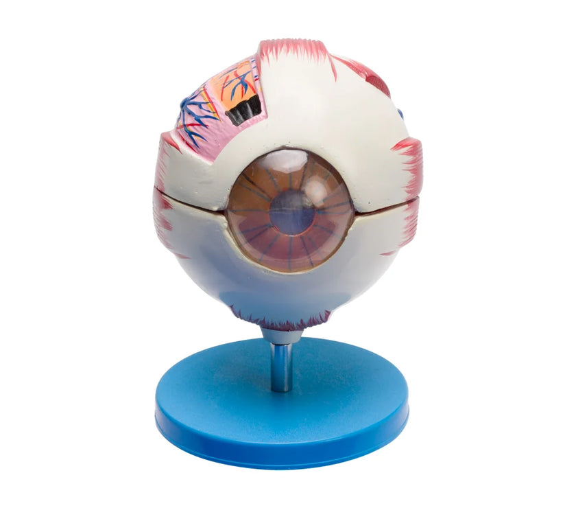 HUMAN EYE 6 PARTS