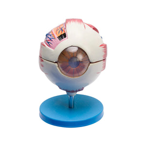 Buy Human Eye Model (6-Part) – Detailed Dissectible Anatomy Tool for Labs & Classrooms