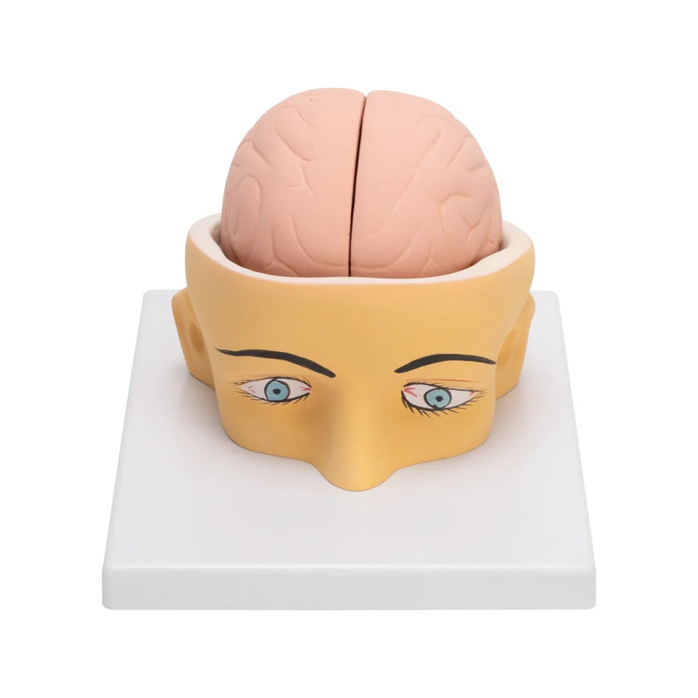 Image ALT Tags:

"Human Head Brain Model for Medical Lab Demonstration"

"Affordable Dissectible Brain Model for Students India"

"Educational Human Head Anatomy Model for Colleges"