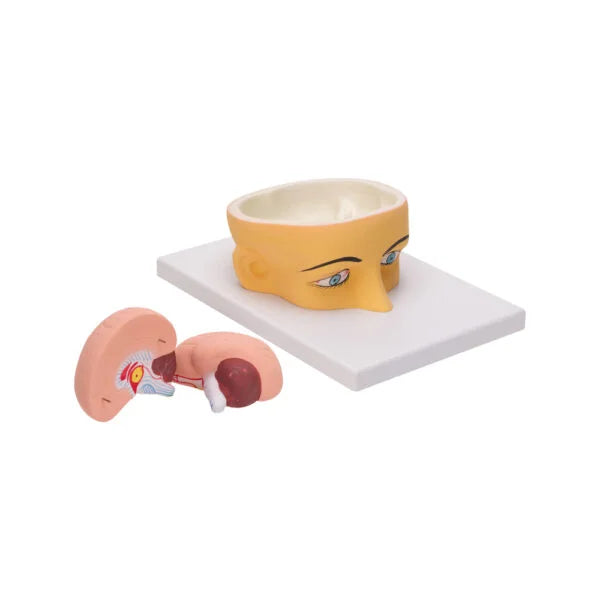 Buy Human Head with Brain Model – 3D Anatomical Dissection Tool for Medical & Science Labs