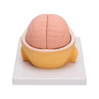 Buy Human Head with Brain Model – 3D Anatomical Dissection Tool for Medical & Science Labs