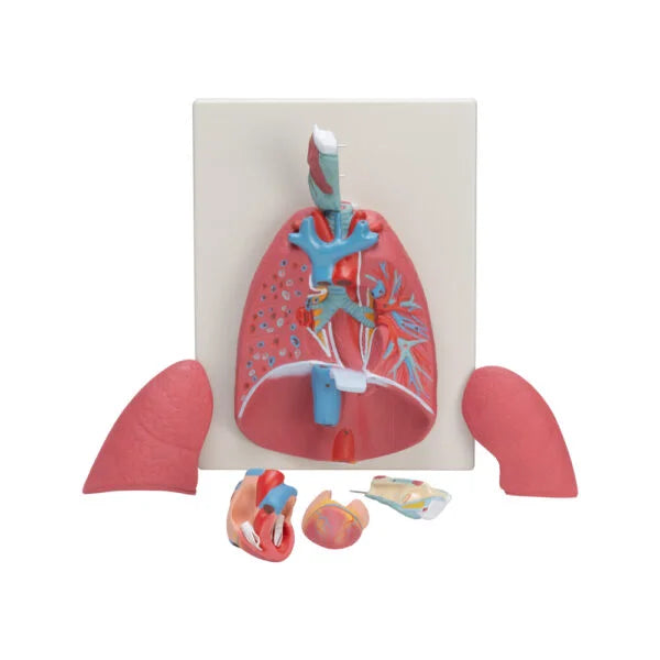 Buy Human Heart Lungs & Larynx Model – 7-Part Advanced Dissection for Medical & Anatomy Labs